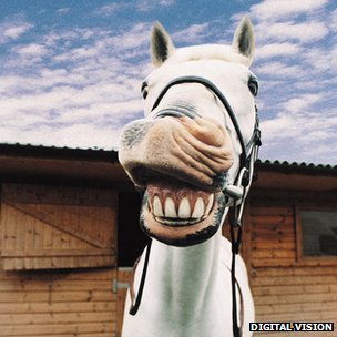 Horse-Dentistry.jpg