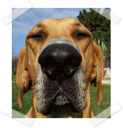 how_dogs_help_dental_patients_cope_with_dental_anxiety